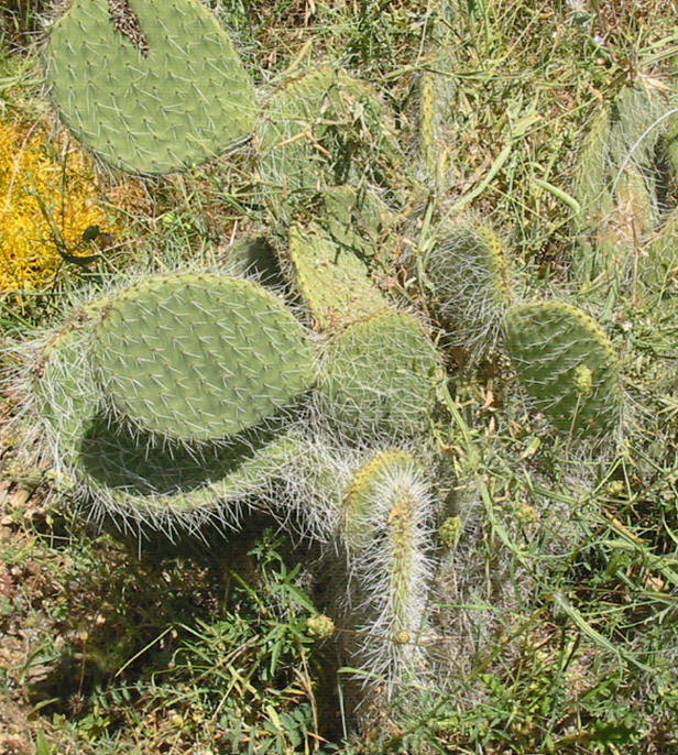 Opuntia pilifera